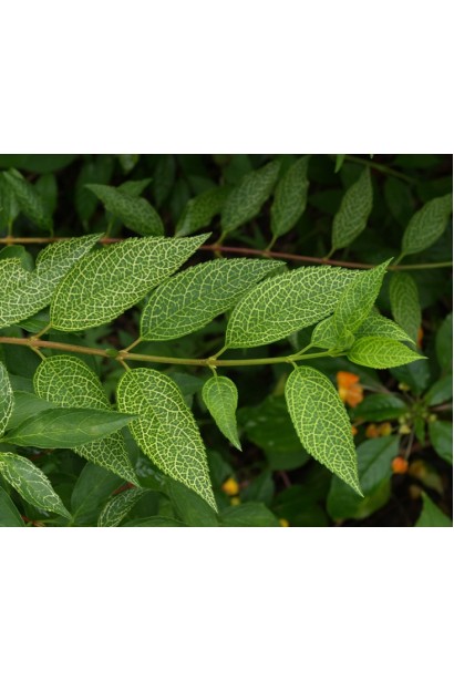  Forsythia koreana ’Kumson’ Forsythia varietas ’Kumson’